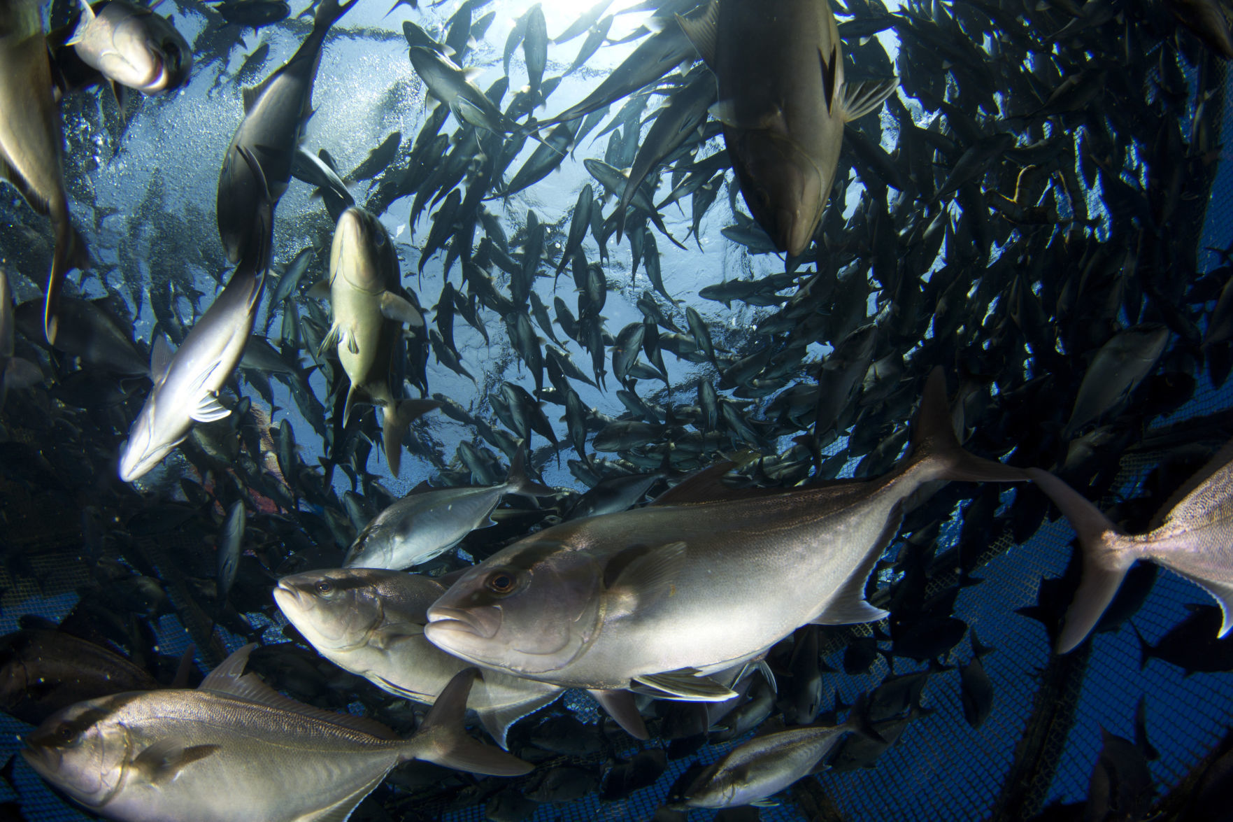 An experimental fish farm in Florida may pave the way to privatizing federal waters